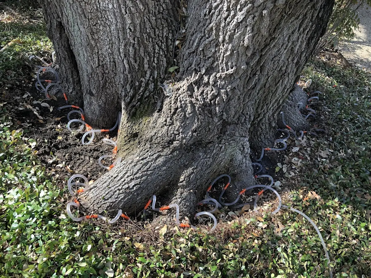 Detailed Tree Cabling and Bracing job site in West Louisville