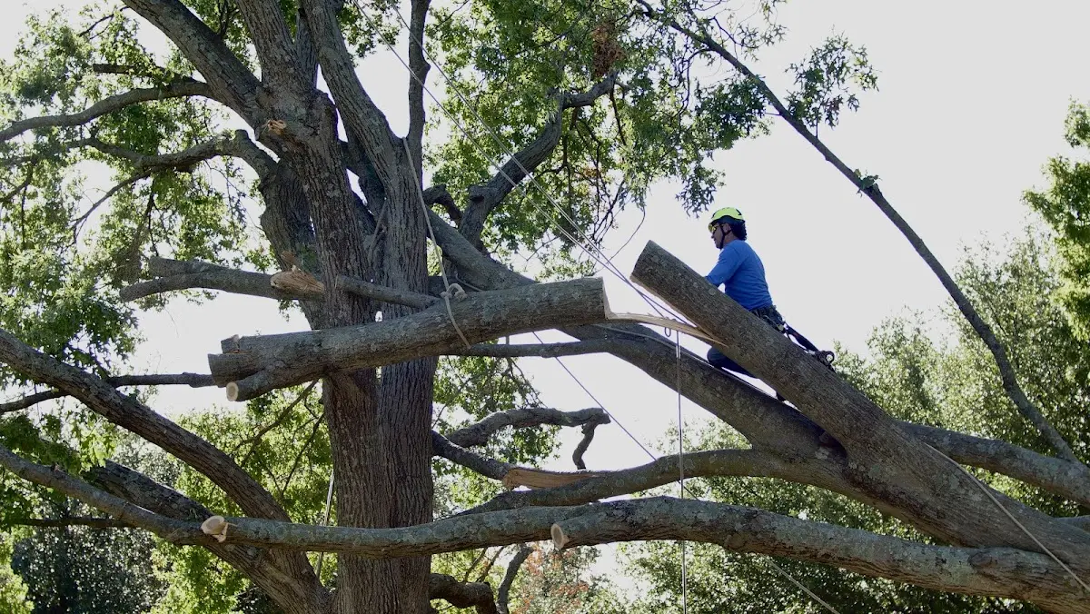 Professional Crown Thinning performed by certified arborists in West Louisville