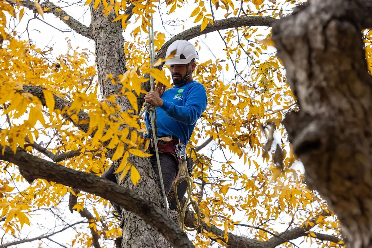 Skilled Tree Pruning crew working in West Louisville