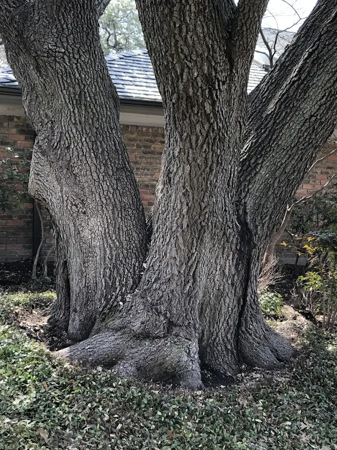 Mature heritage tree close to a West Louisville property cared for by certified arborists