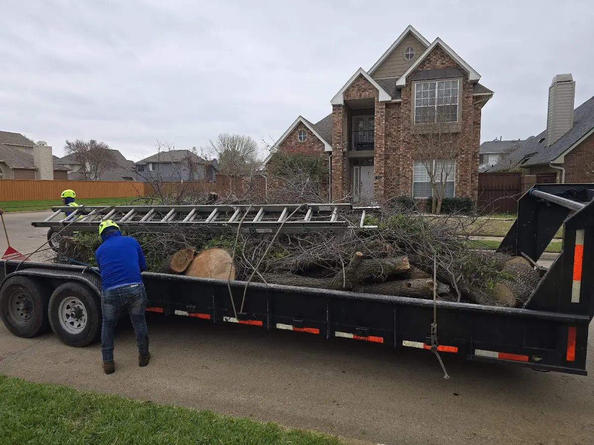 Expert Tree Removal with proper safety equipment in West Louisville